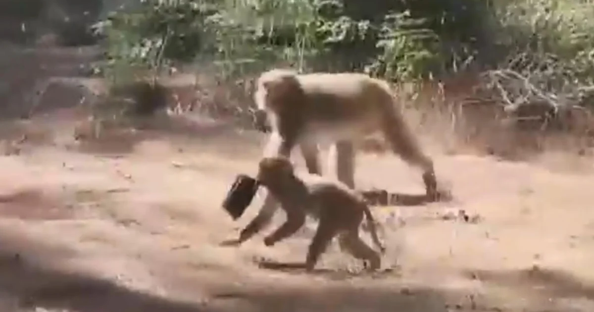 ลิงทดลอง ลอยนวล