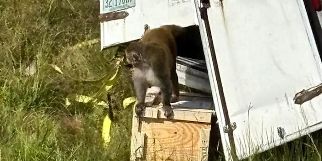 ลิงทดลอง หนี