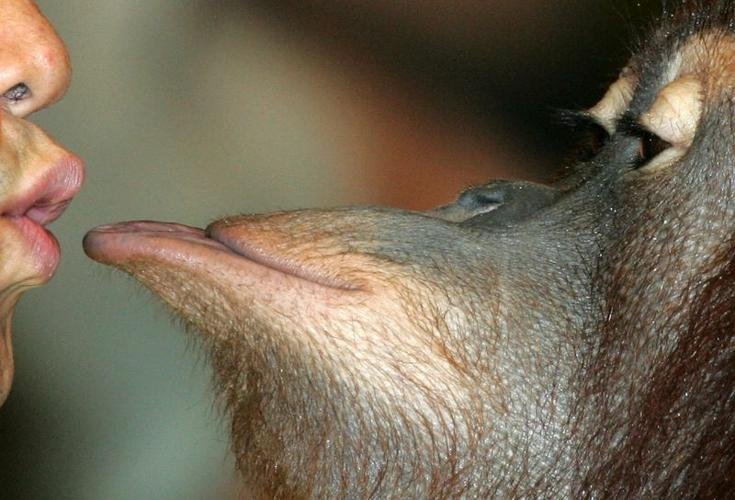 ต้นกำเนิดการจูบ