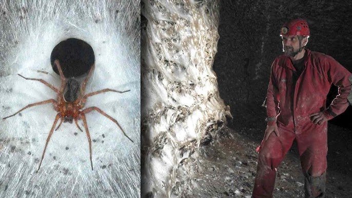 ใยแมงมุมใหญ่ที่สุดในโลก