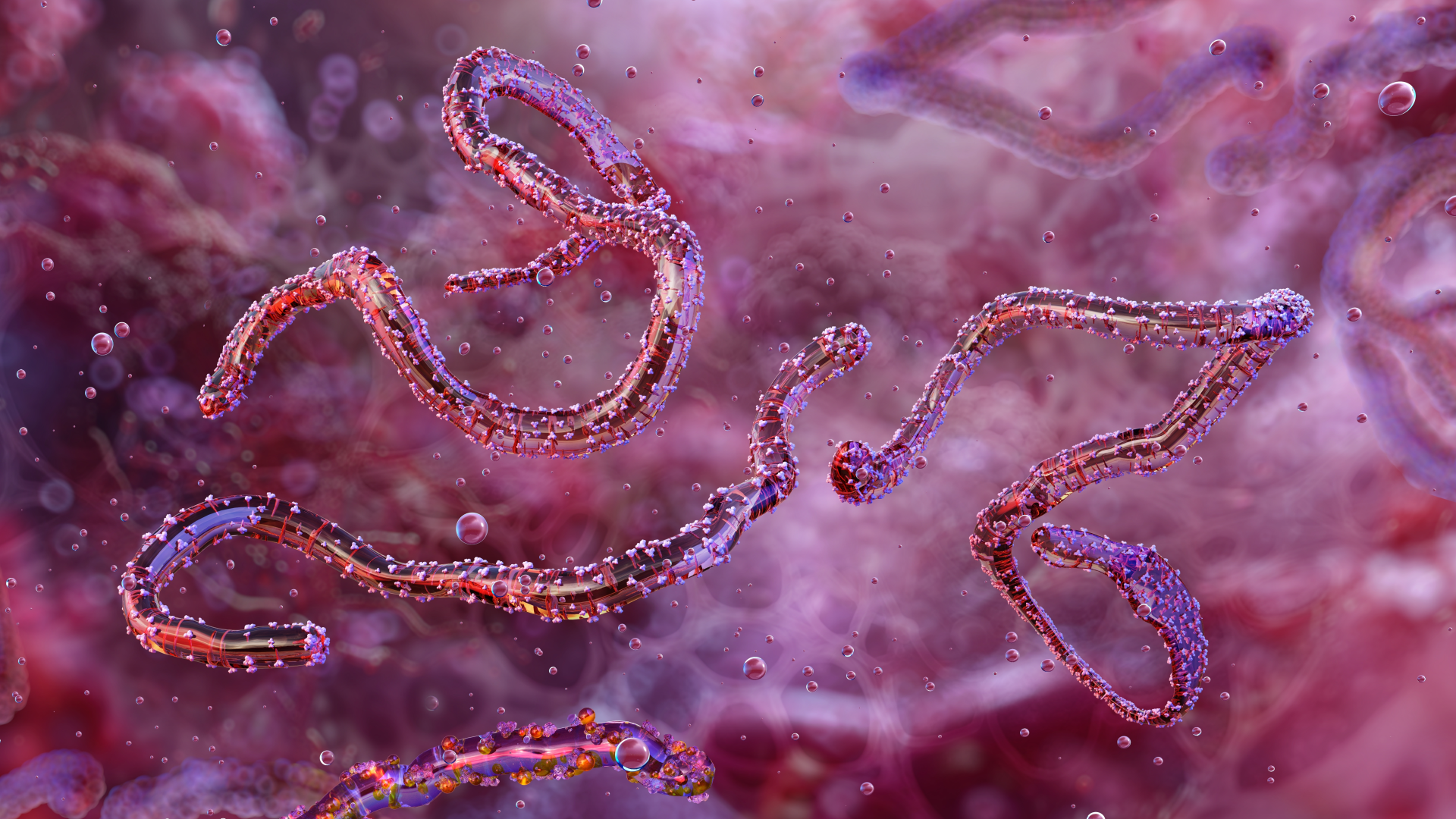 ไวรัสมาร์บวร์กระบาด เอธิโอเปีย