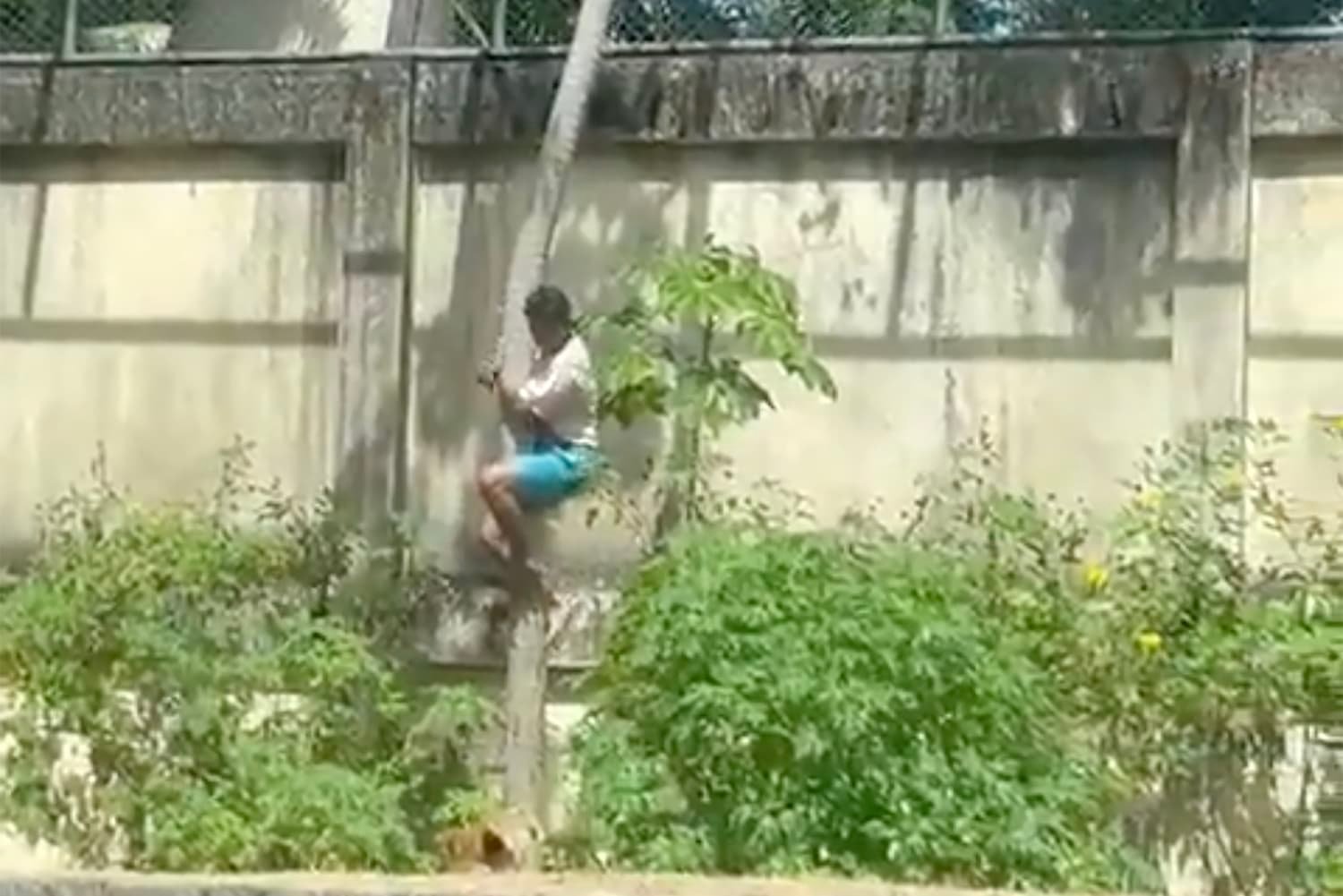 วัยรุ่นปีนเข้ากรงสิงโต