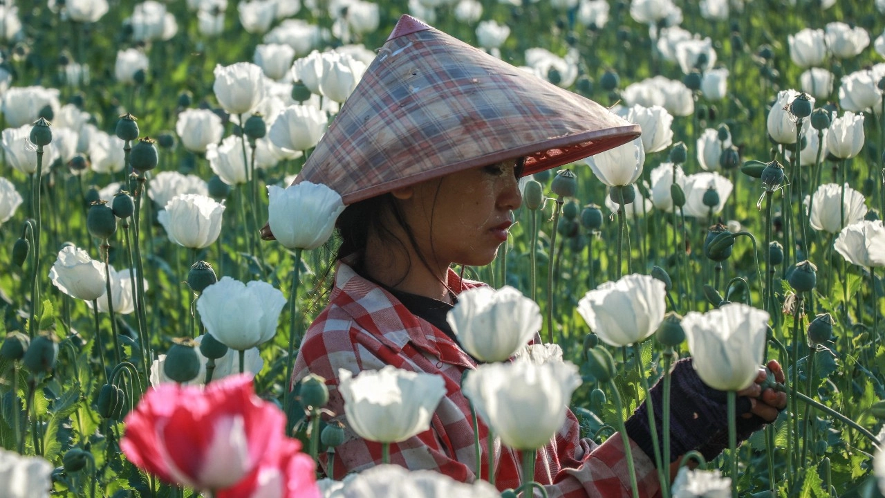 วิกฤต “รัฐยาเสพติด” พม่า: UNODC เผยพื้นที่ปลูกฝิ่นพุ่งสูงสุดในรอบทศวรรษ สะท้อนความล้มเหลวทางเศรษฐกิจหลังรัฐประหาร