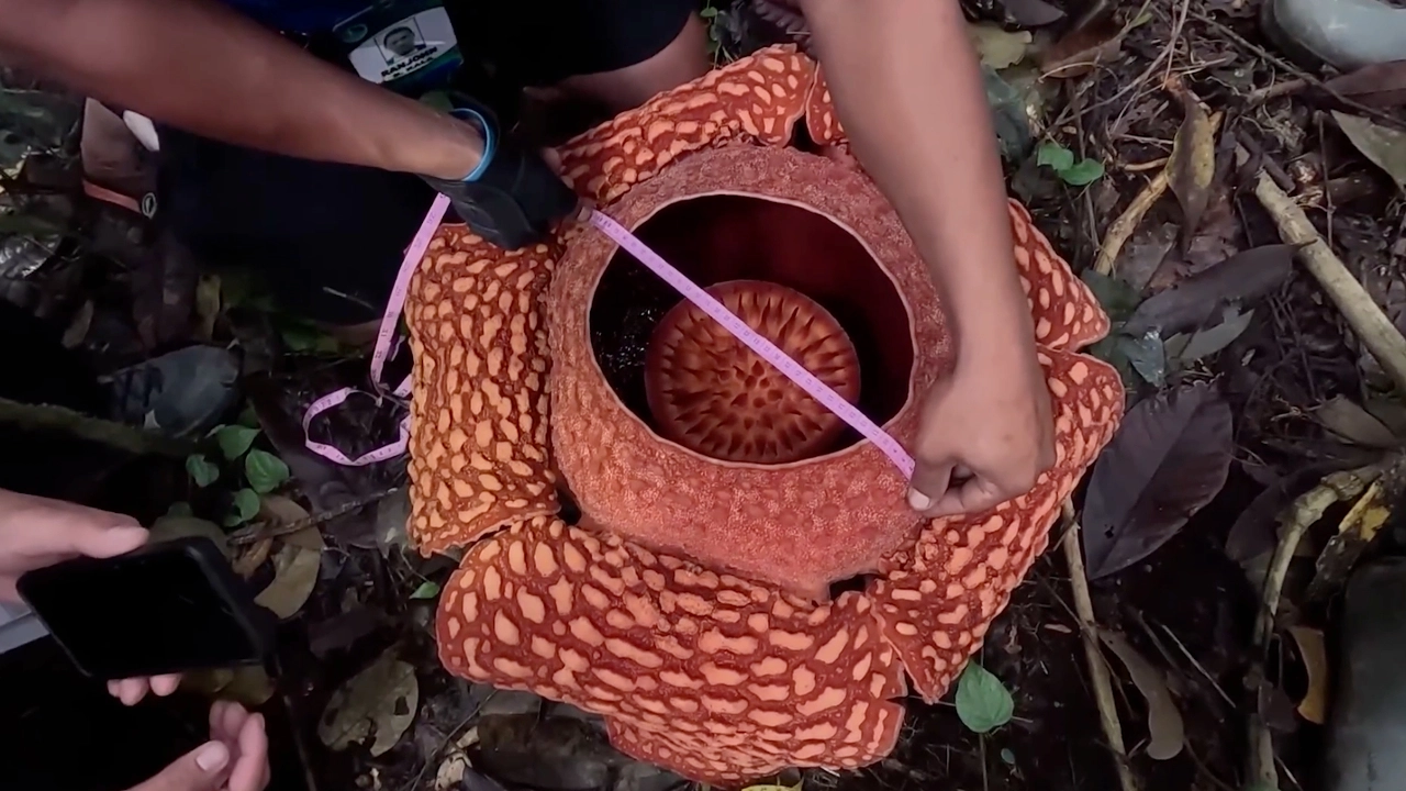 ยักษ์แห่งป่าตื่นแล้ว! พบ “ดอกบัวผุดฟิลิปปินส์” ขนาดใหญ่ที่สุดเป็นประวัติการณ์กลางป่ามินดาเนา นักวิทยาศาสตร์ชี้ “สัญญาณแห่งความหวัง” ของการอนุรักษ์